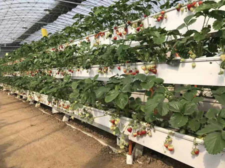 草莓立體種植架